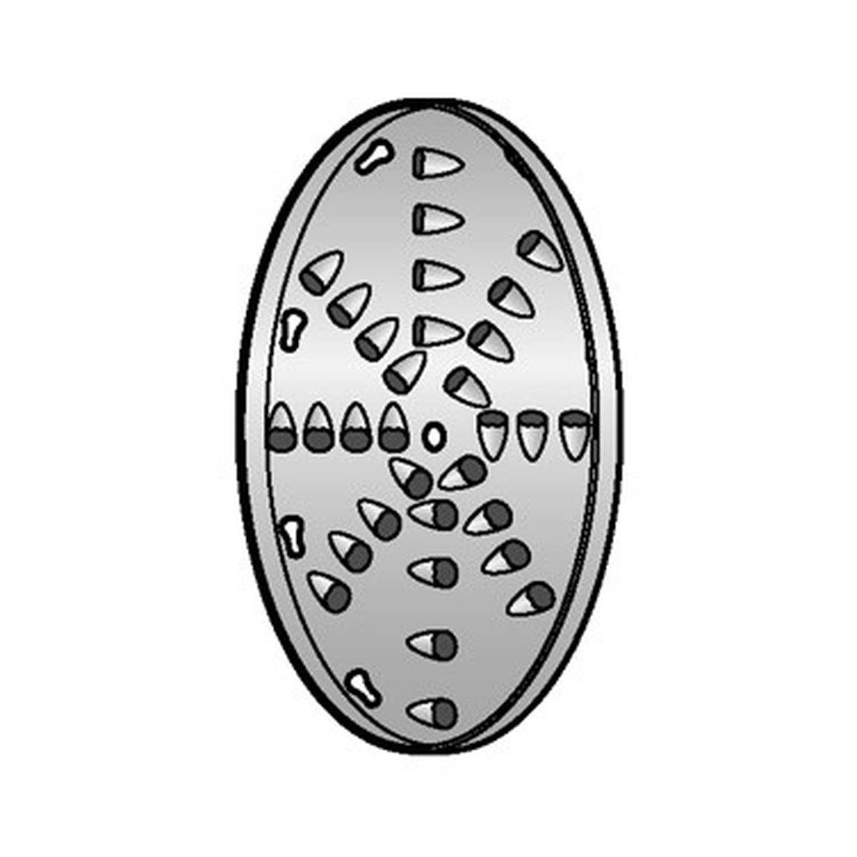 Alfa International VS-12SD-1/4 stainless steel shredding disc with 1/4 inch holes